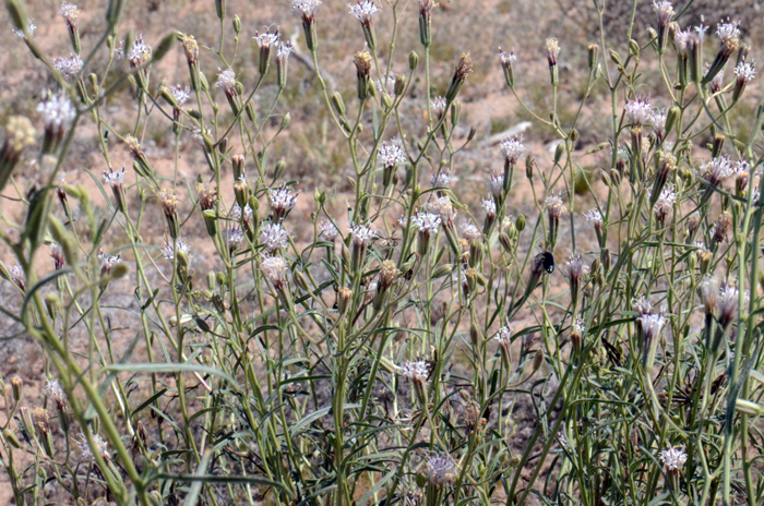 Desert Palafox has pink to light pink flowers that may be profuse on the plants with up to 40 heads or so following good yearly rainfall. Palafoxia arida